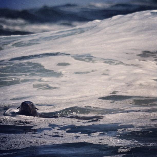 Beautiful Seal Swimming In The Strong Photograph by Pauly Vella