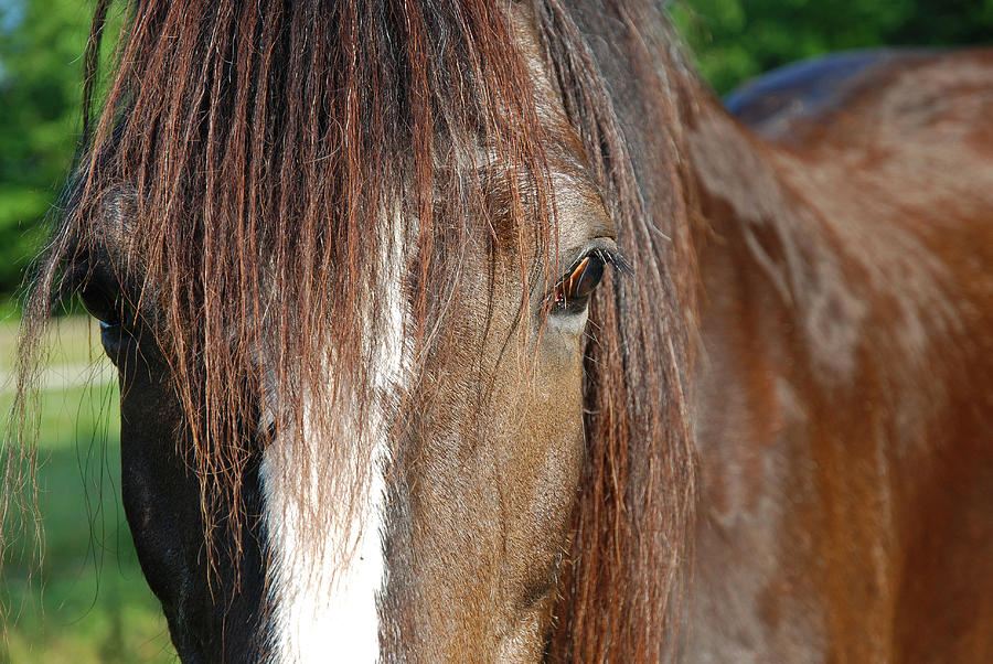 Horse Photograph - Beautiful Shire by Jennifer Ancker