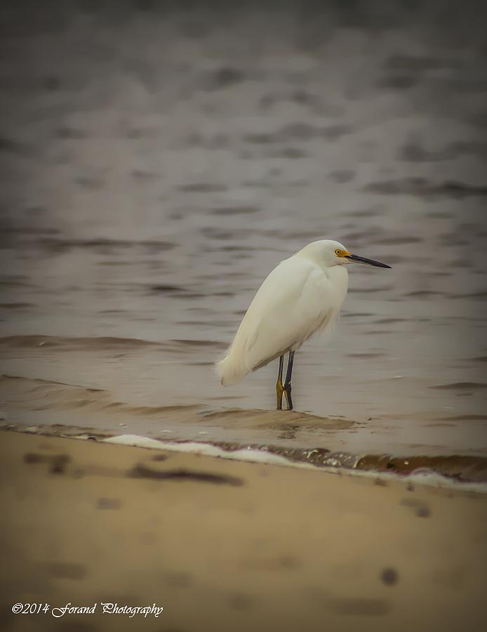 Beautiful Shore Bird Photograph by Debra Forand