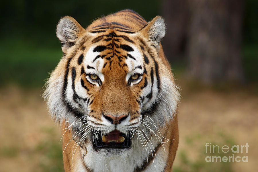 Beautiful Photograph - Beautiful Siberian Tiger by Boon Mee