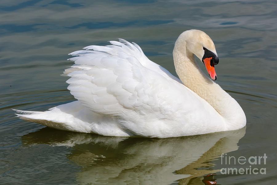 Beautiful Silky Swan Photograph by Carol Groenen