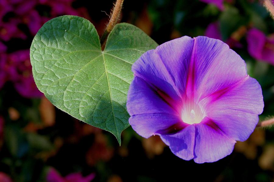 Flower Photograph - Beautiful Single Morning Glory Flower and Leaf by Taiche Acrylic Art