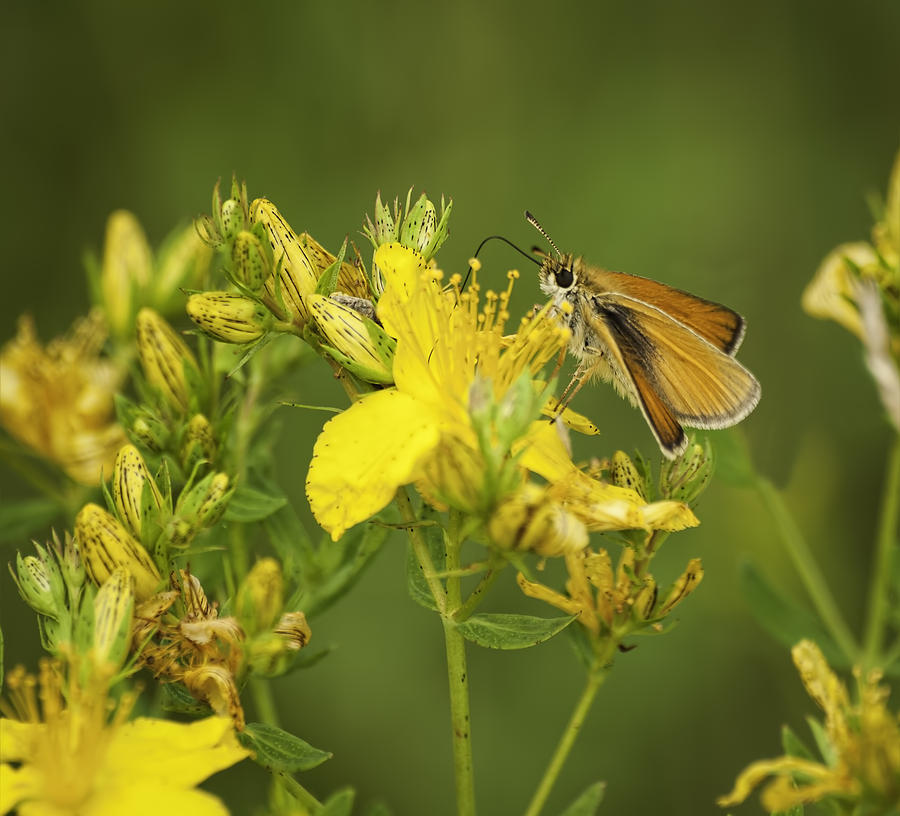 Beautiful Skipper Butterfly Photograph by Thomas Young