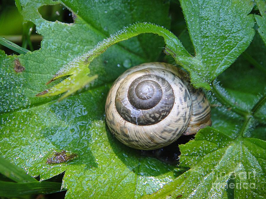 Beautiful snail Photograph by Karin Ravasio