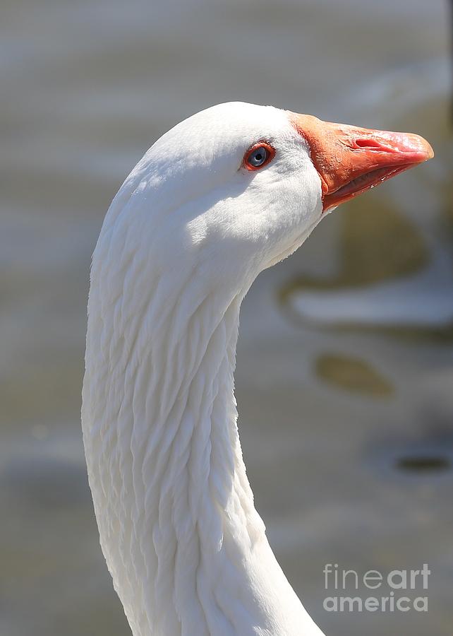 Beautiful White Goose Photograph by Carol Groenen