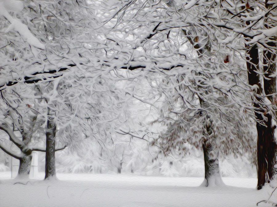 Beautiful Snowfall 4 Photograph