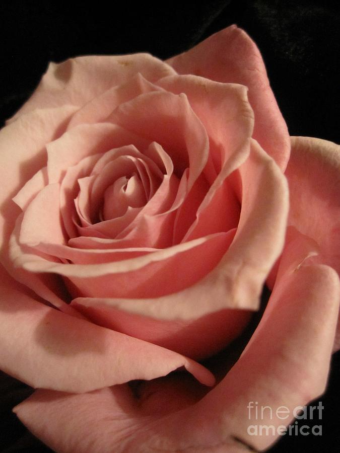 Beautiful Peach Rose Photograph by Tara  Shalton