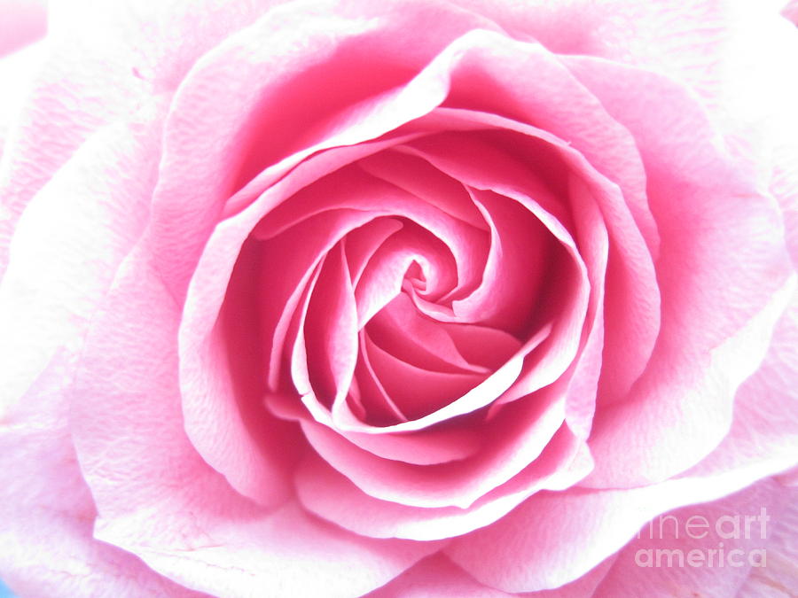 Beautiful Soft Pink Rose  Photograph by Tara  Shalton
