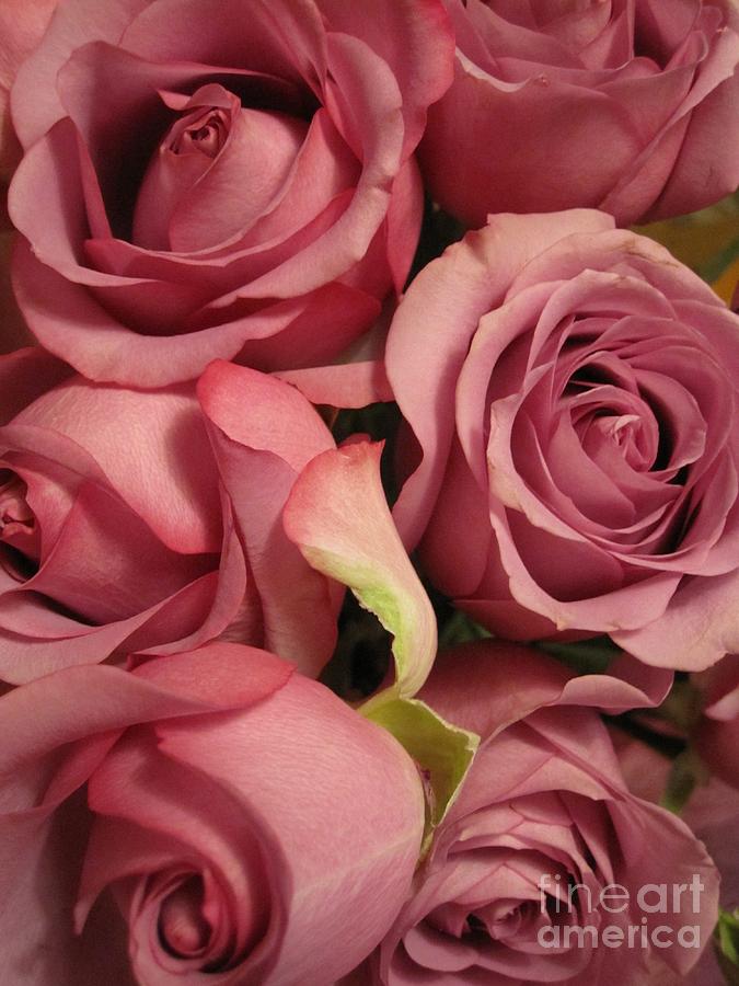Beautiful Soft Pink Roses 2 Photograph by Tara  Shalton