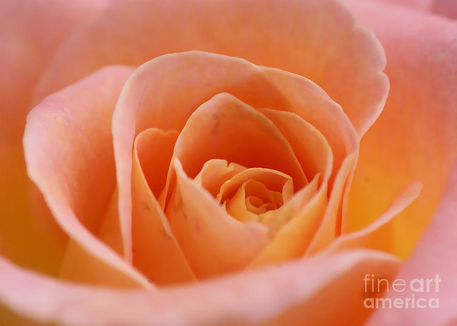 Beautiful Soft Rose Photograph by Rudi Prott