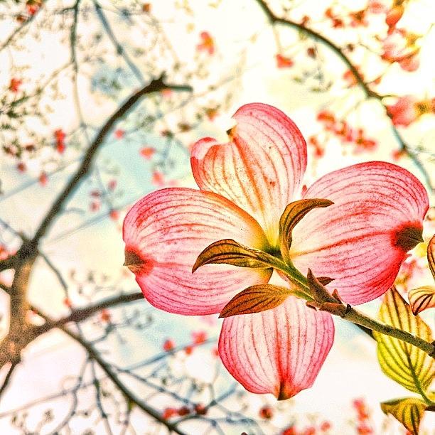 Flower Photograph - #beautiful #springday #april242013 by Artondra Hall
