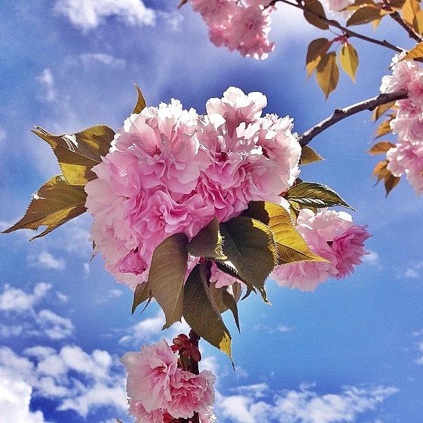 Spring Photograph - Beautiful Springtime by Cristi Bastian
