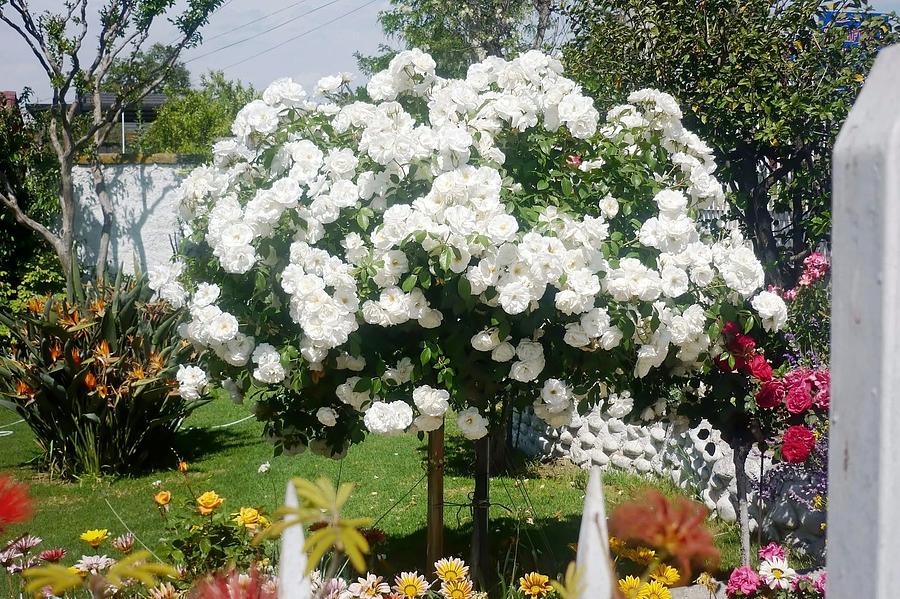 Rose Photograph - Beautiful Standard White Rose by Ronald Osborne