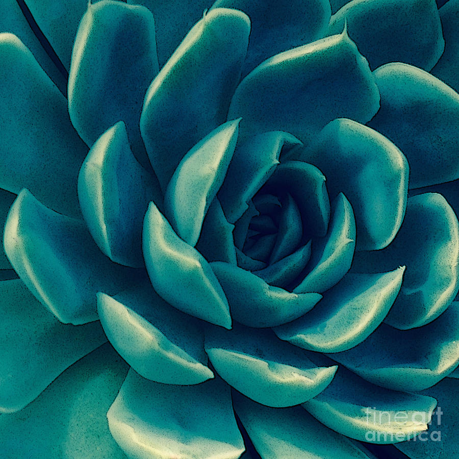 Succulent Photograph - Beautiful Succulent  by Jacklyn Duryea Fraizer