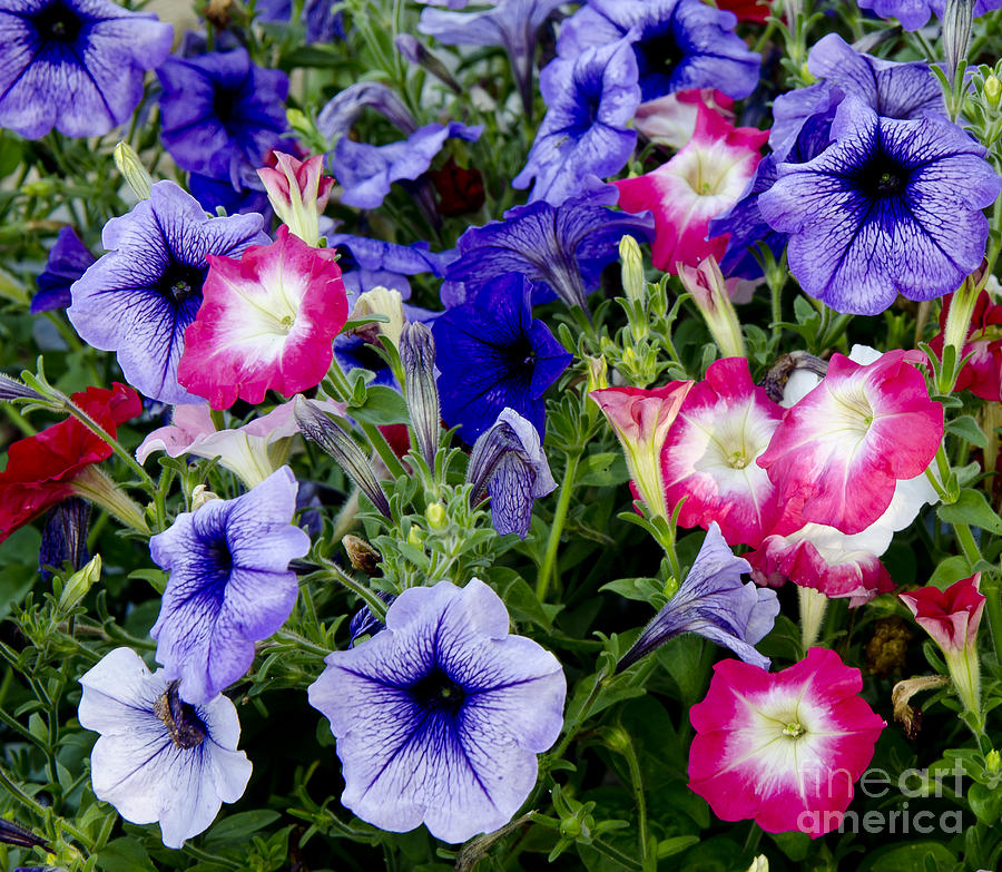 Flower Photograph - Beautiful Summer Annuals by Wilma  Birdwell