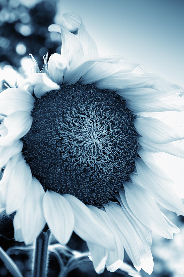 Beautiful sunflower close up  Digital Art by Modern Abstract