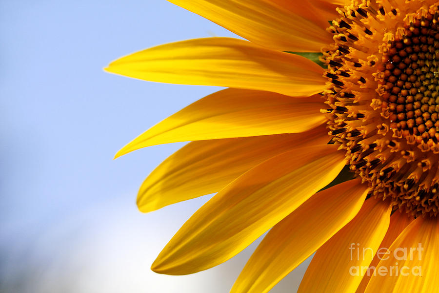 Sunflower Photograph - Beautiful Sunflower Closeup by Boon Mee