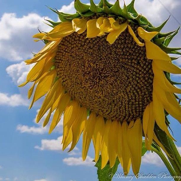 Beautiful Sunflower Field Near Anson, Tx Photograph by Whitney Shadden