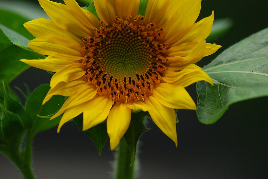 Beautiful Sunflower Plant Photograph by Wanda Jesfield