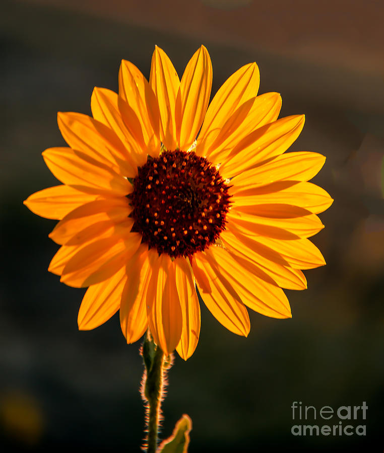 Beautiful Sunflower Photograph by Robert Bales