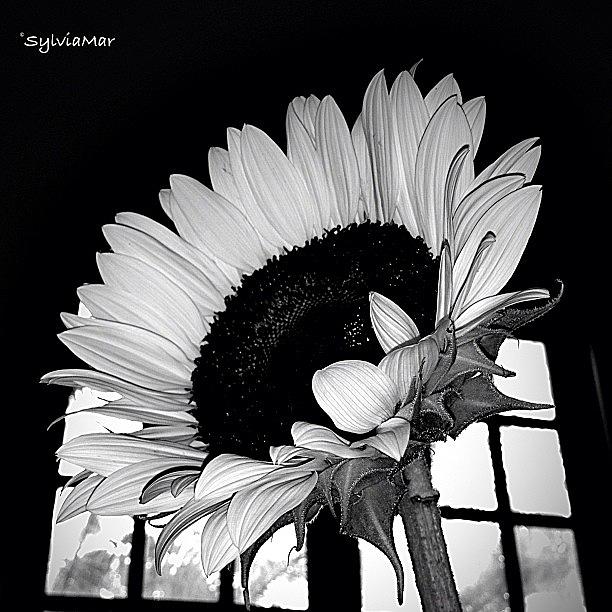 Sunflower Photograph - Beautiful Sunflower by Sylvia Martinez