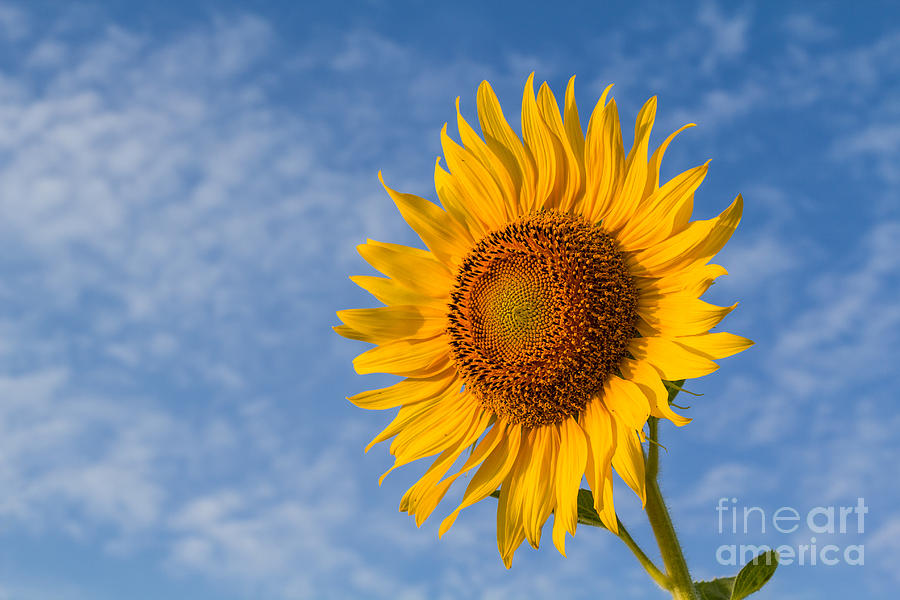 Nature Photograph - Beautiful sunflower by Tosporn Preede