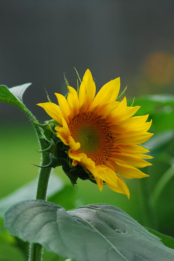 Beautiful Sunflower Photograph by Wanda Jesfield