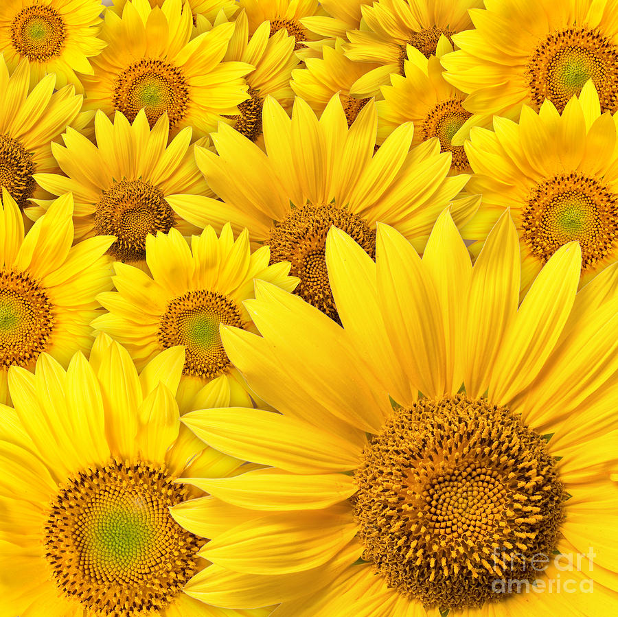 Beautiful sunflowers closeup Photograph by Boon Mee