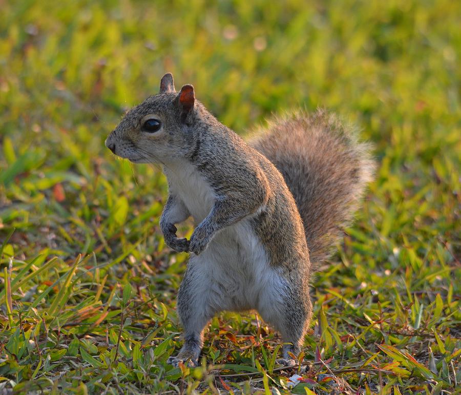 Squirrel Photograph - Beautiful Sunlit Squirrel by Patricia Twardzik