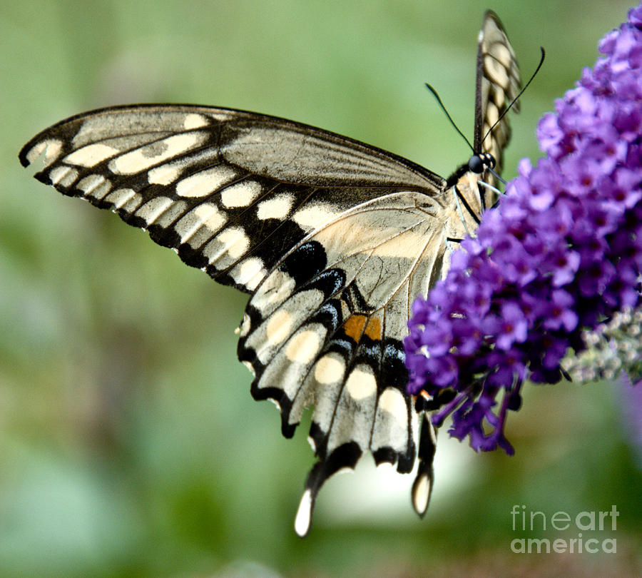 Beautiful Swallowtail Photograph by Cheryl Baxter
