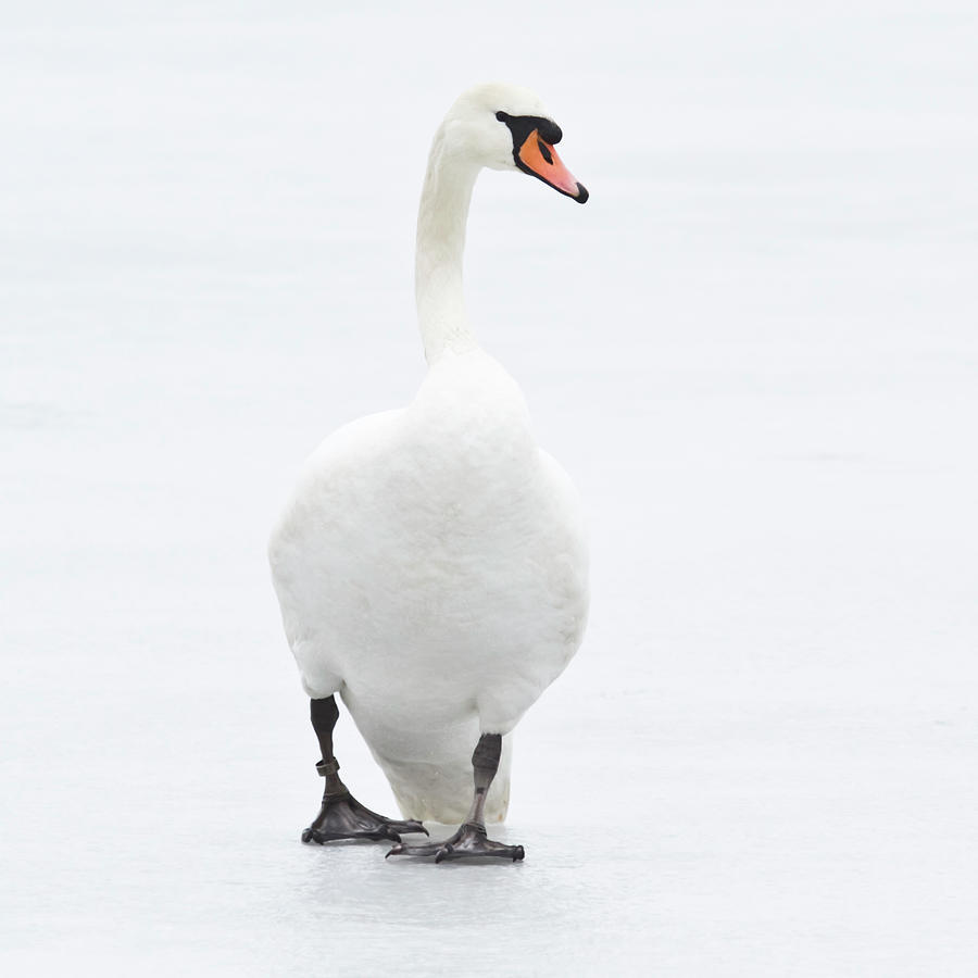 Beautiful Swan On Ice Photograph by Blackcatphotos