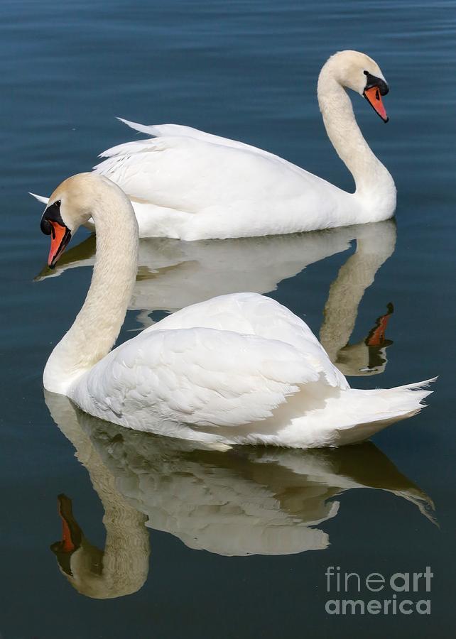 Swan Photograph - Beautiful Swan Pair by Carol Groenen