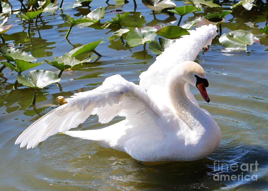 Swan Photograph - Beautiful Swan Wings by Carol Groenen