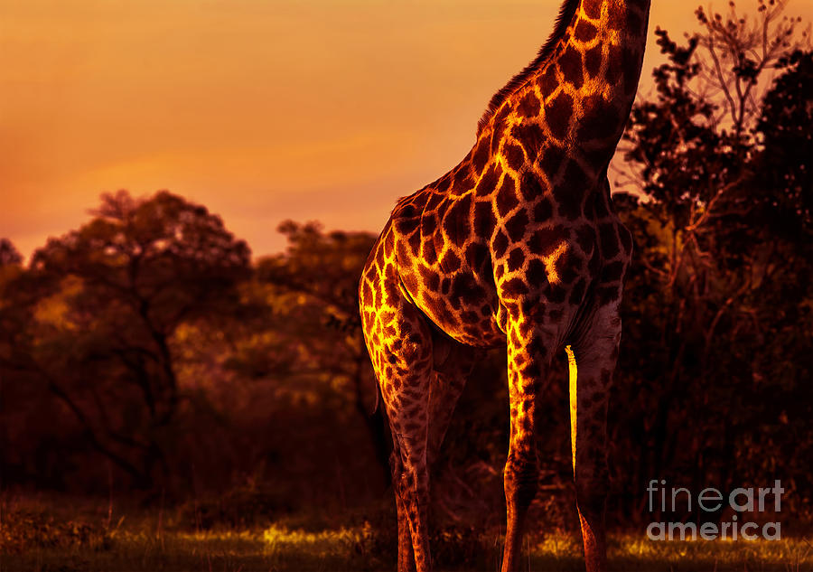 Beautiful tall giraffe Photograph by Anna Om