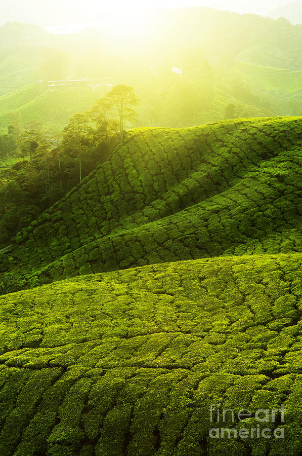 Beautiful Tea Plantation Photograph by Boon Mee