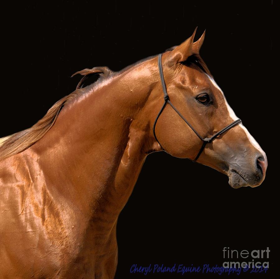 Horse Photograph - Beautiful Thoroughbred by Cheryl Poland