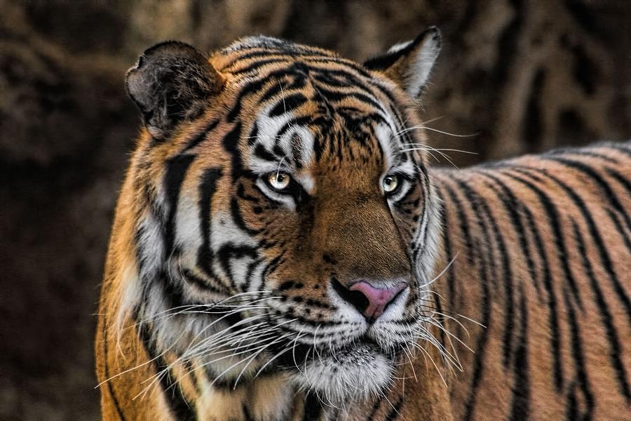 Beautiful Tiger Photograph Photograph by Tracie Schiebel