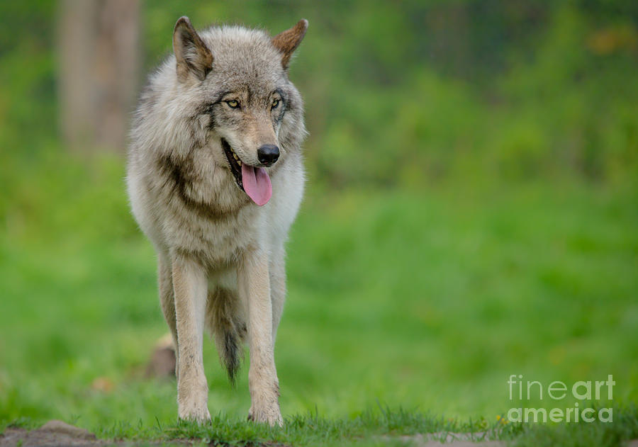 Beautiful Timber Wolf Photograph by Cheryl Baxter