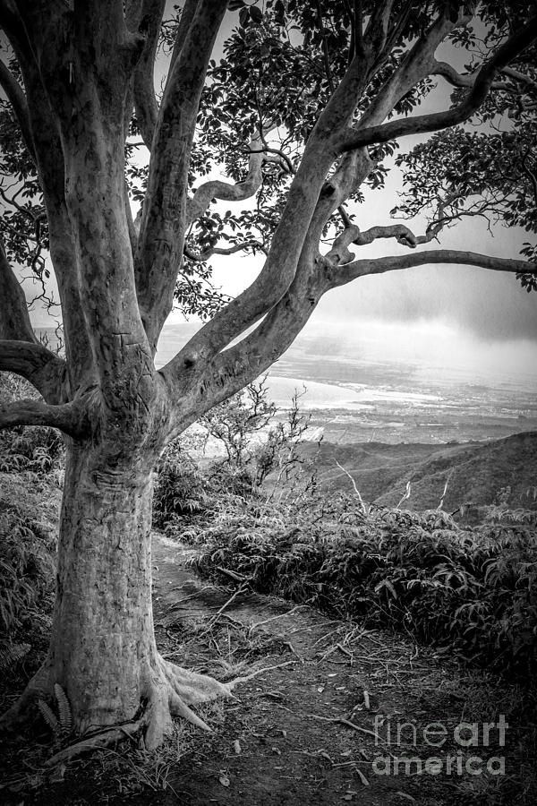 Tree Photograph - Beautiful tree looking down on a tropical valley by Edward Fielding