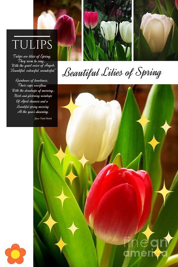 Beautiful Tulip Series 1 Photograph by Joan-Violet Stretch