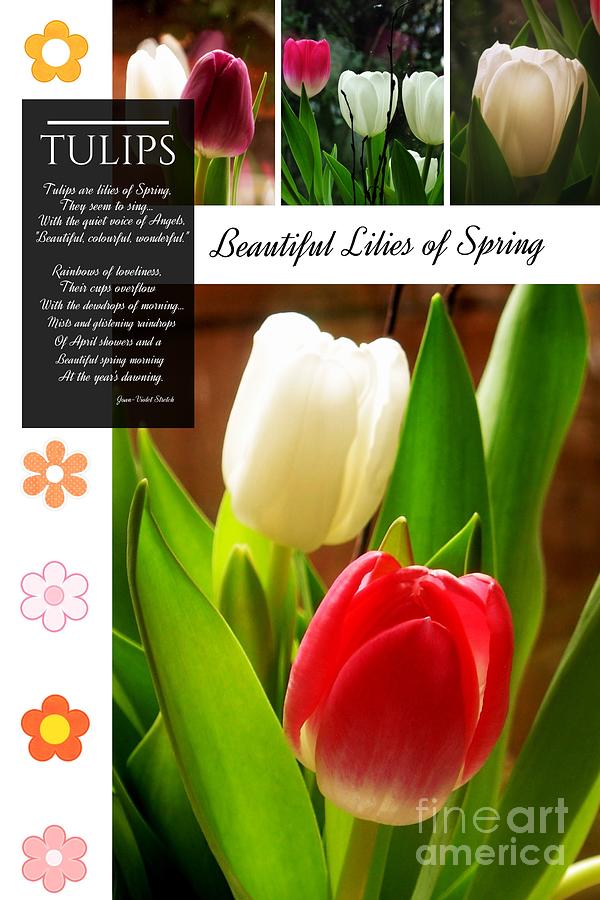 Beautiful Tulips Series 2 Photograph by Joan-Violet Stretch