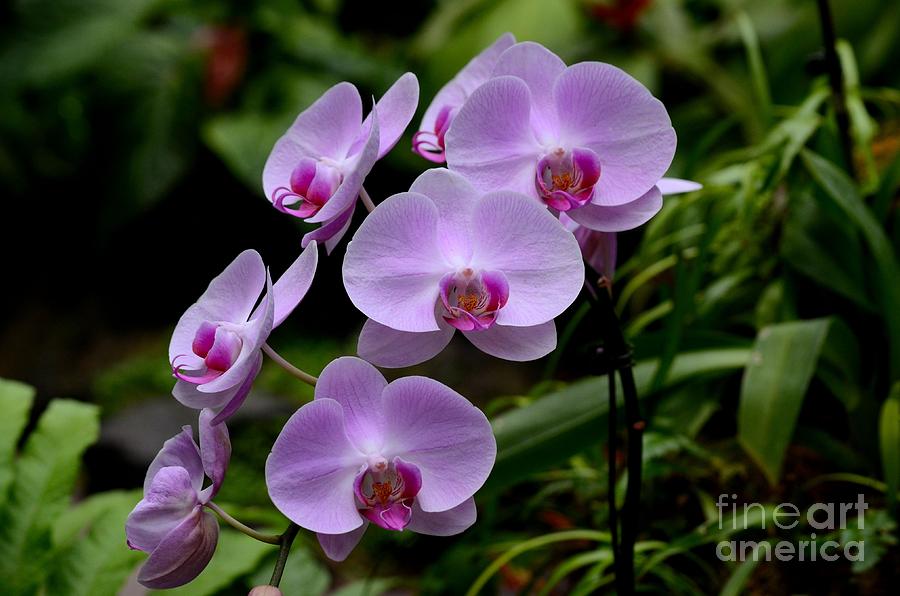 Beautiful violet purple orchid flowers Photograph by Imran Ahmed
