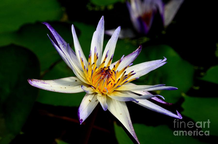 Beautiful violet white and yellow water lily flower Photograph by Imran Ahmed