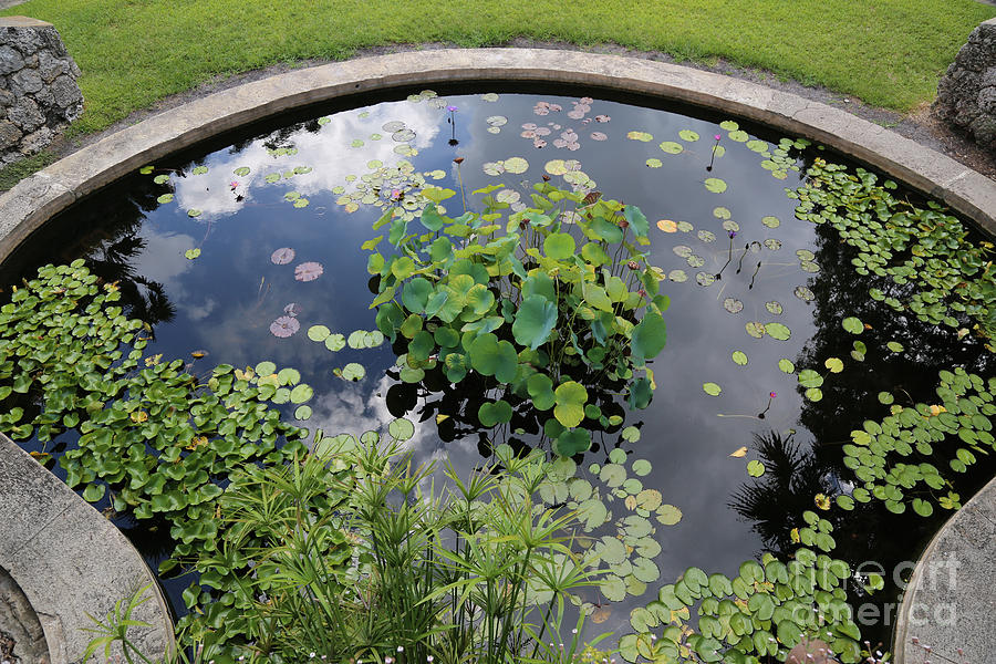 Beautiful Water Garden Photograph by Carol Groenen