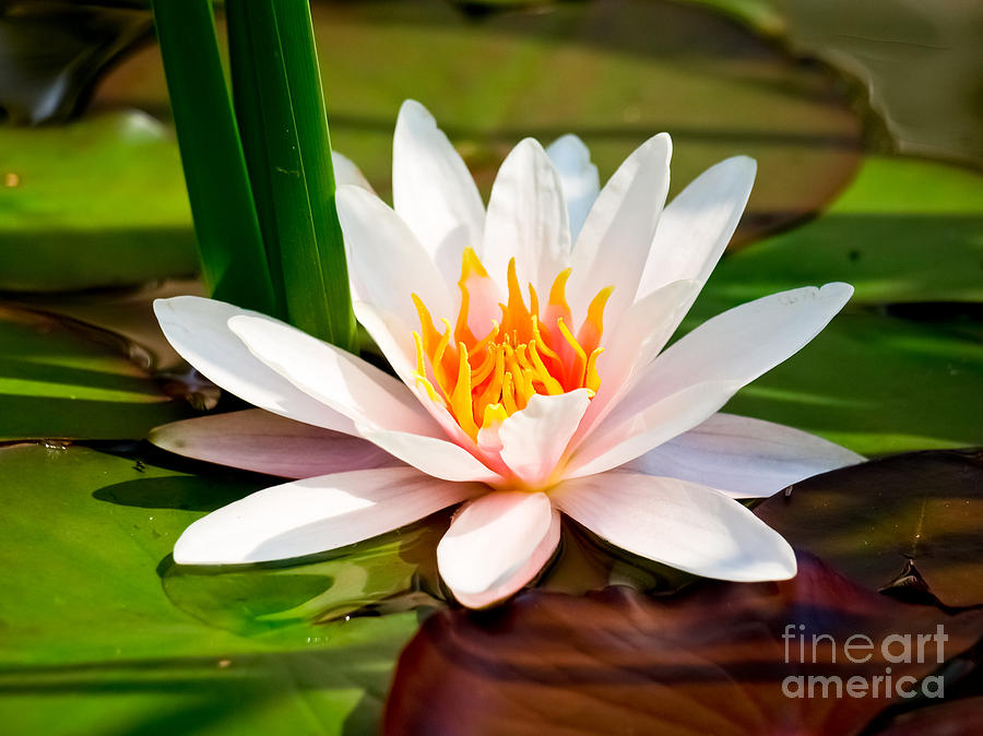 Beautiful Water Lily Photograph by Boon Mee