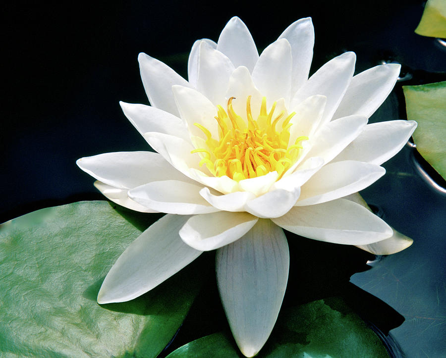 Beautiful Water Lily Capture Photograph by Ed Riche
