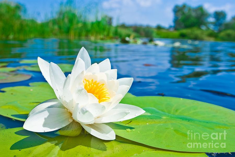 Beautiful Water Lily Flower Photograph by Boon Mee
