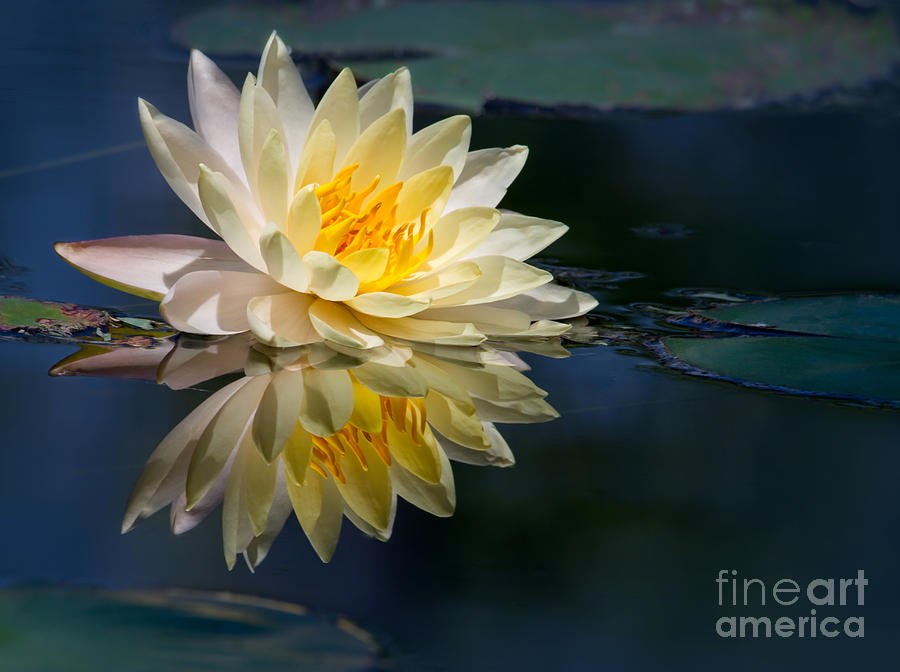 Beautiful Water Lily Reflection Photograph by Sabrina L Ryan