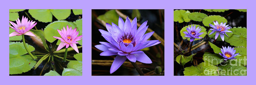 Beautiful Water Lily Triptych Photograph