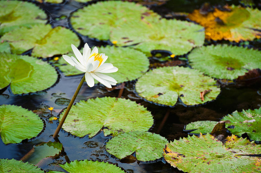 Beautiful Water lily  Photograph by U Schade